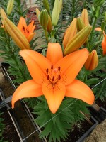 [5117 Esprit DJ No02.JPG]